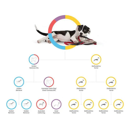 Embark Dog DNA Breed Identification Test Kit With Doggy Relative Finder